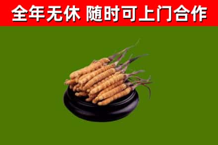 花莲县回收散虫草